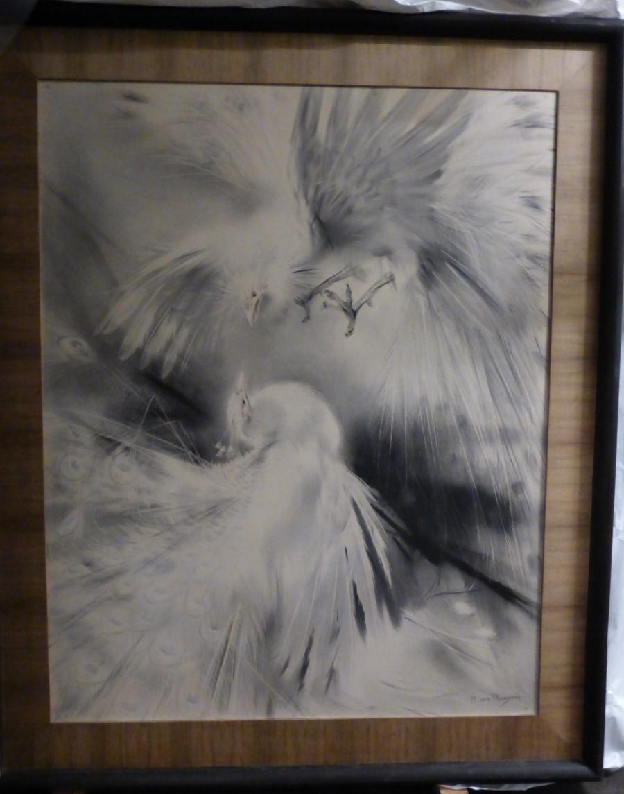 Fighting Peacocks