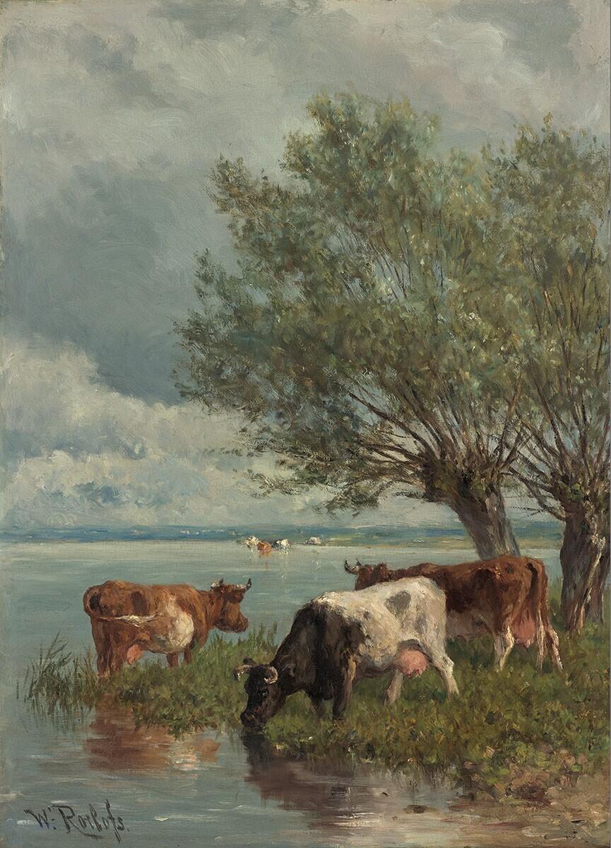 Cows near Water