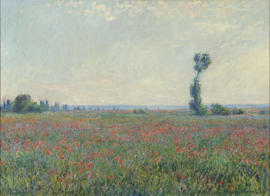Champ de coquelicots
