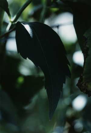 pflanze-nr-23-blatt-eines-rittersporns-garten-villa-roemerholz-winterthur-plant-nr-23-tuin-villa-roemerholz-winterthur