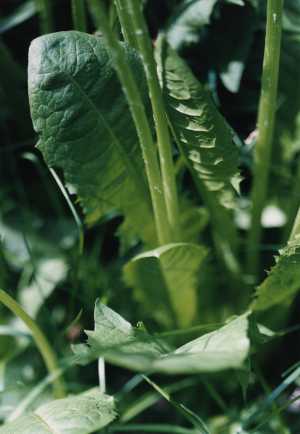 pflanze-nr-39-loewenzahnblaetter-garten-familie-hartman-duesseldorf-plant-nr-39-paardebloembladeren-tuin-familie-hartman-duesseldorf