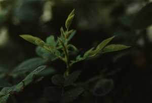 pflanze-nr-48-junge-rosenzweige-garten-familie-hartman-duesseldorf-plant-nr-48-jonge-rozentakken-tuin-familie-hartman-duesseldorf
