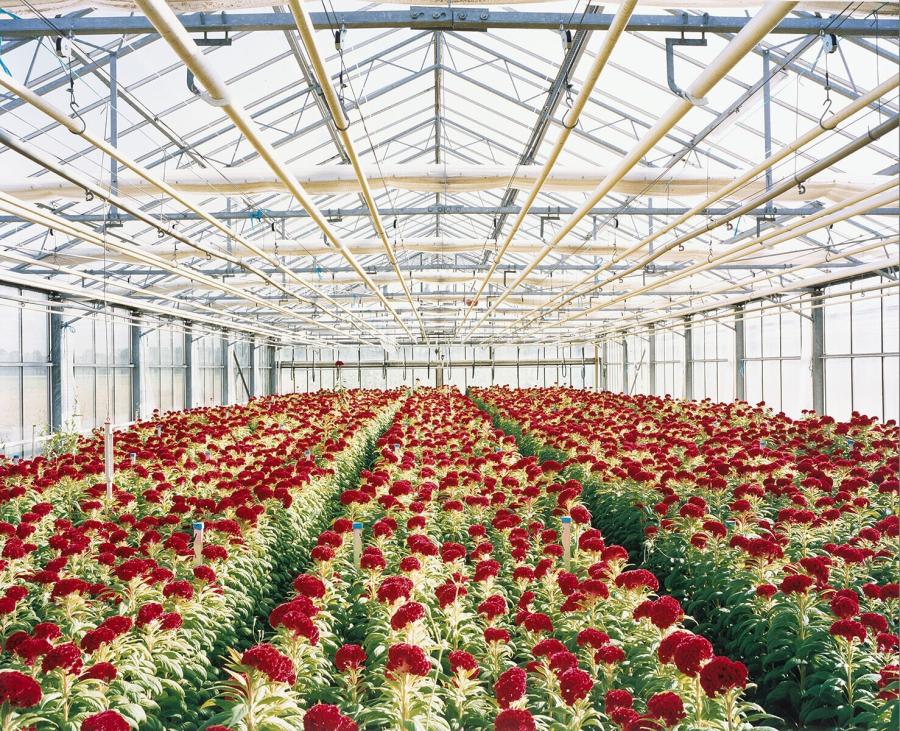 Celosia