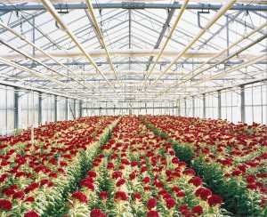 celosia