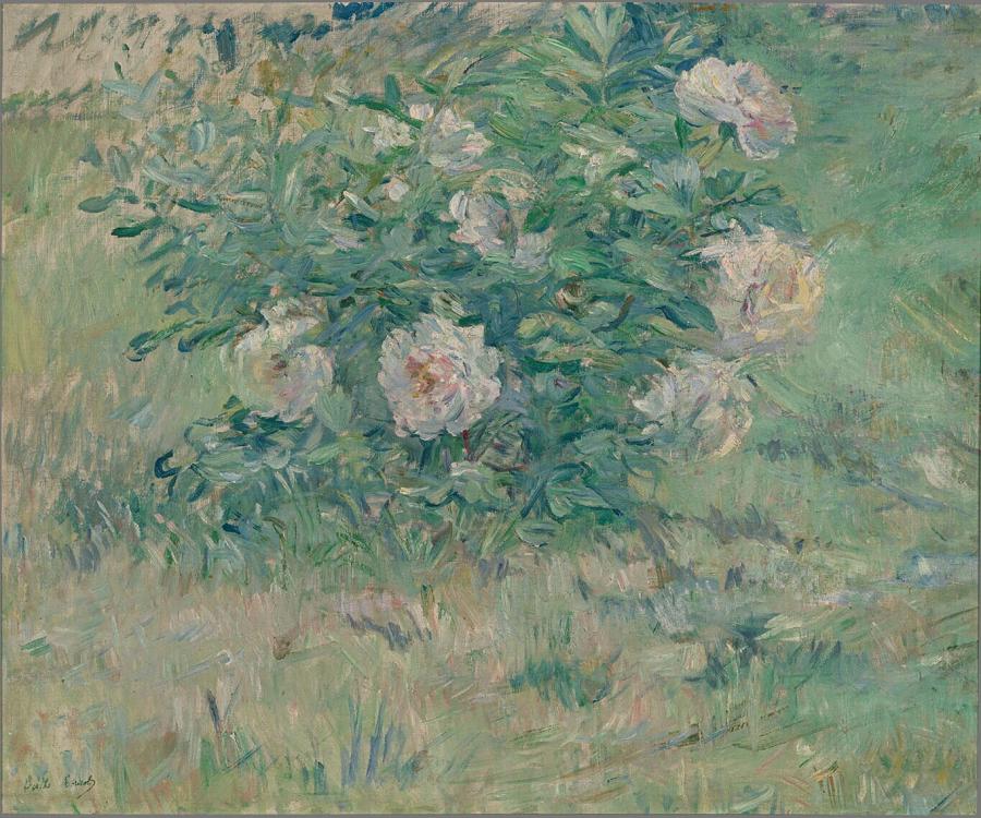 Pivoines