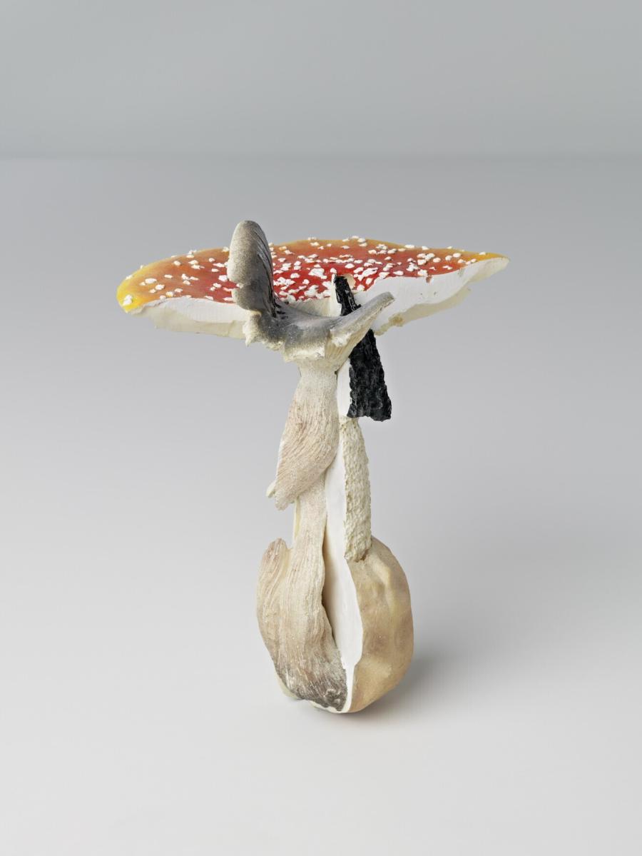 Fliegenpilz/Nebelkappe/Stinkmorchel (Vliegenzwam/Nevelzwam/Stinkzwam)