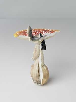fliegenpilz-nebelkappe-stinkmorchel-vliegenzwam-nevelzwam-stinkzwam