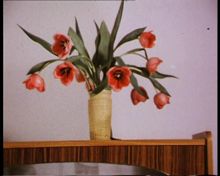 Tulips (Tulpen)