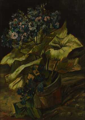 cineraria-s