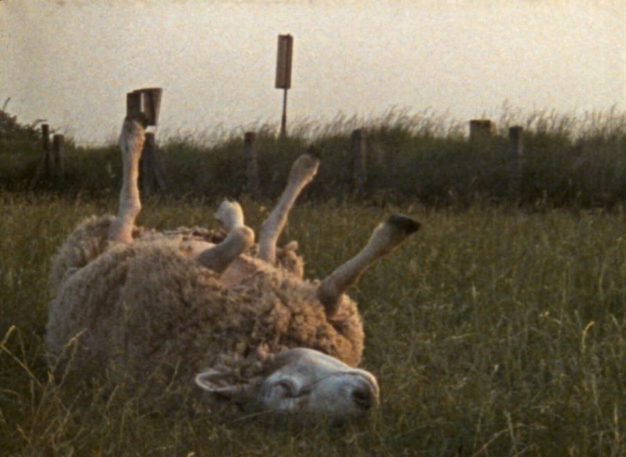 Arm schaap