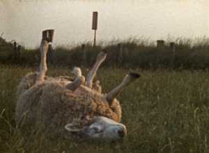 poor-sheep