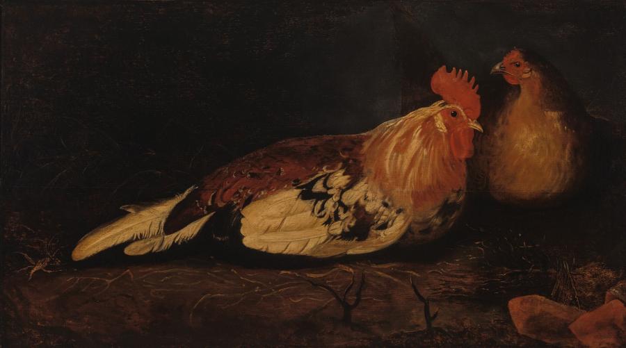 Een haan en een hen
