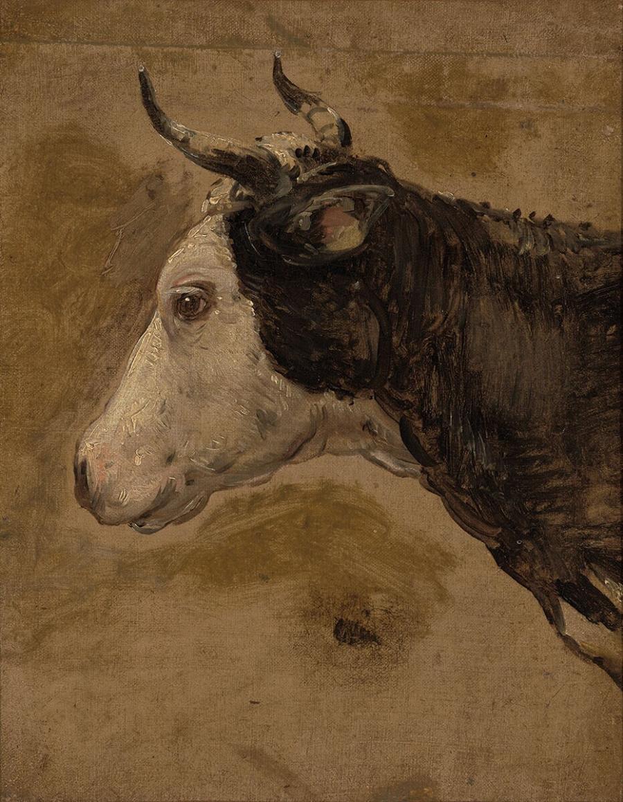 Head of a Cow
