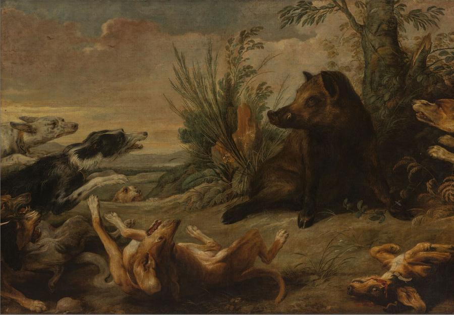 Wild zwijn door honden aangevallen
