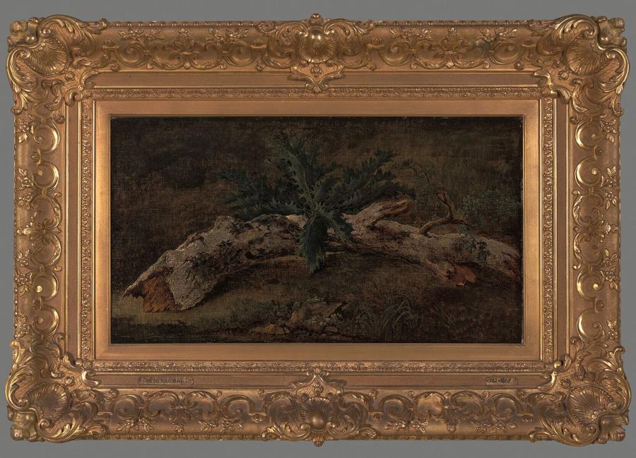Study of a Branch with Fine Leaves