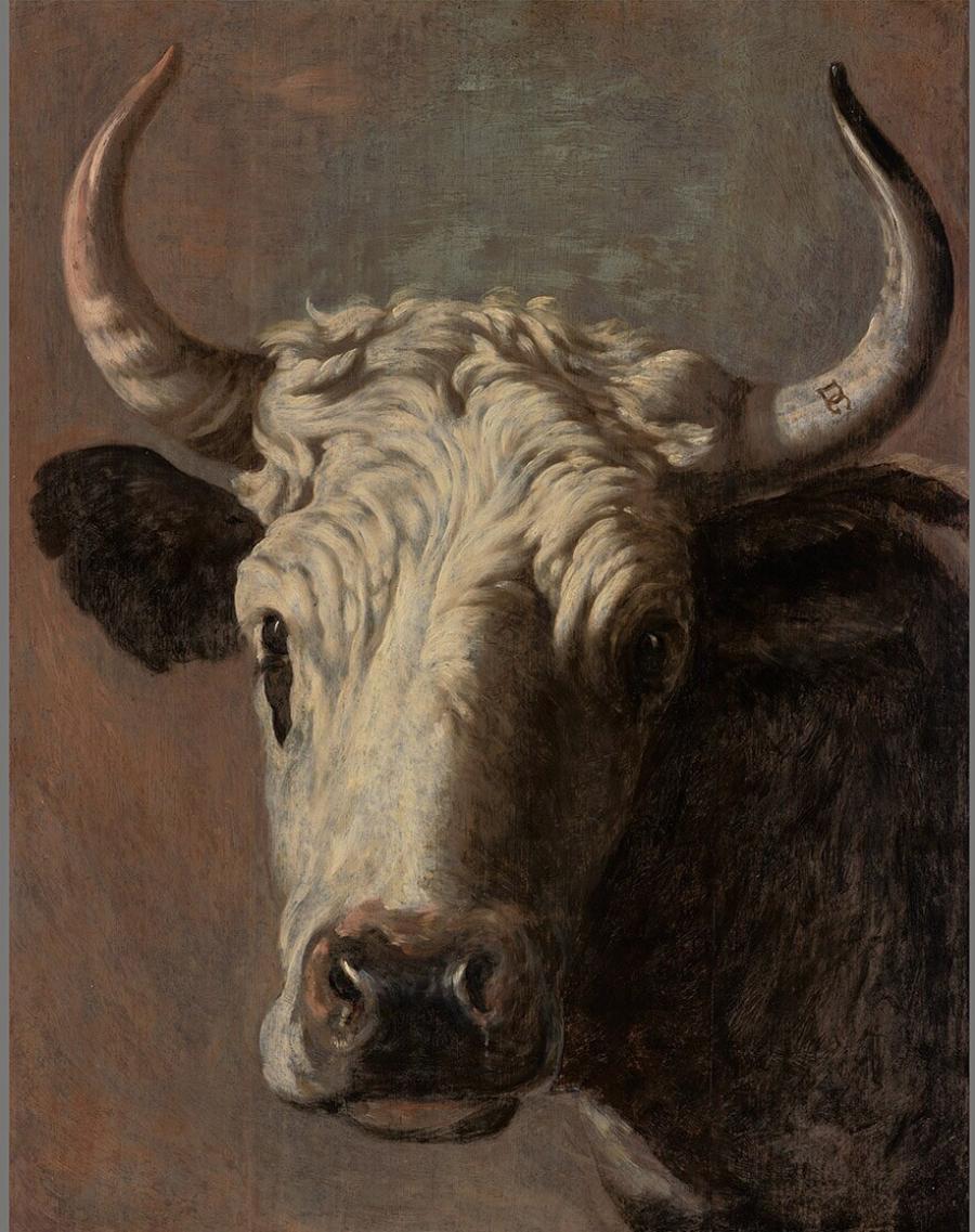 Head of a Cow