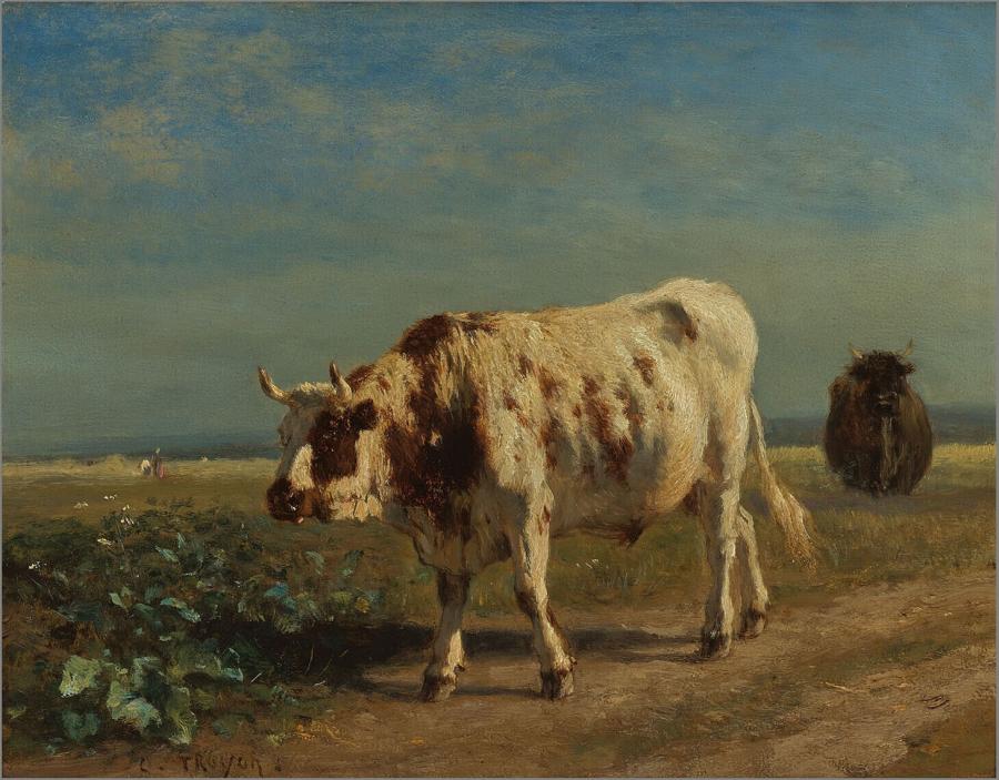 The white bull
