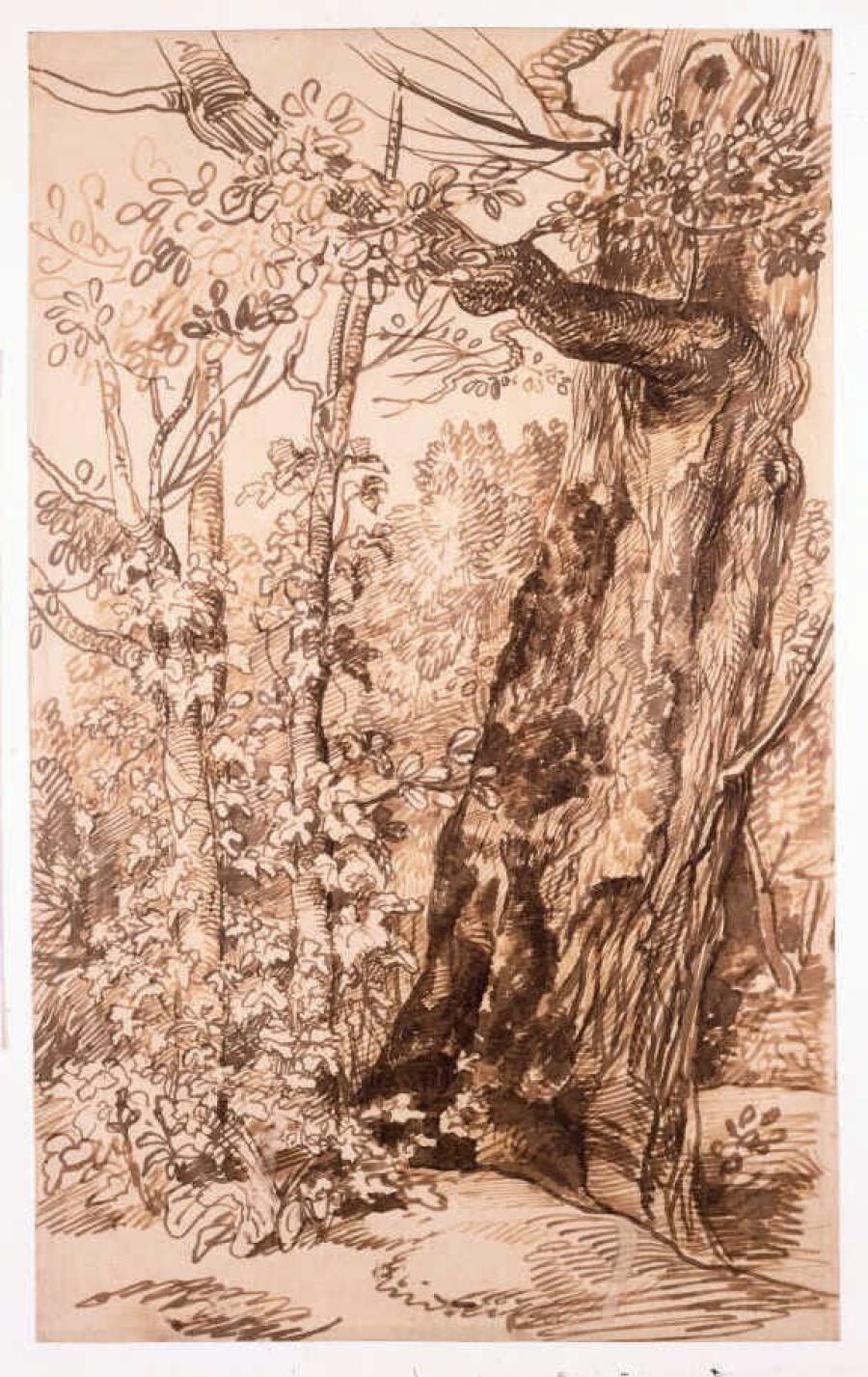 Study of a Tree