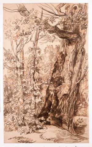 study-of-a-tree