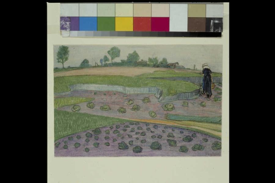 Arable Land with Cabbage and Other vegetables