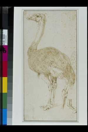 study-of-an-ostrich