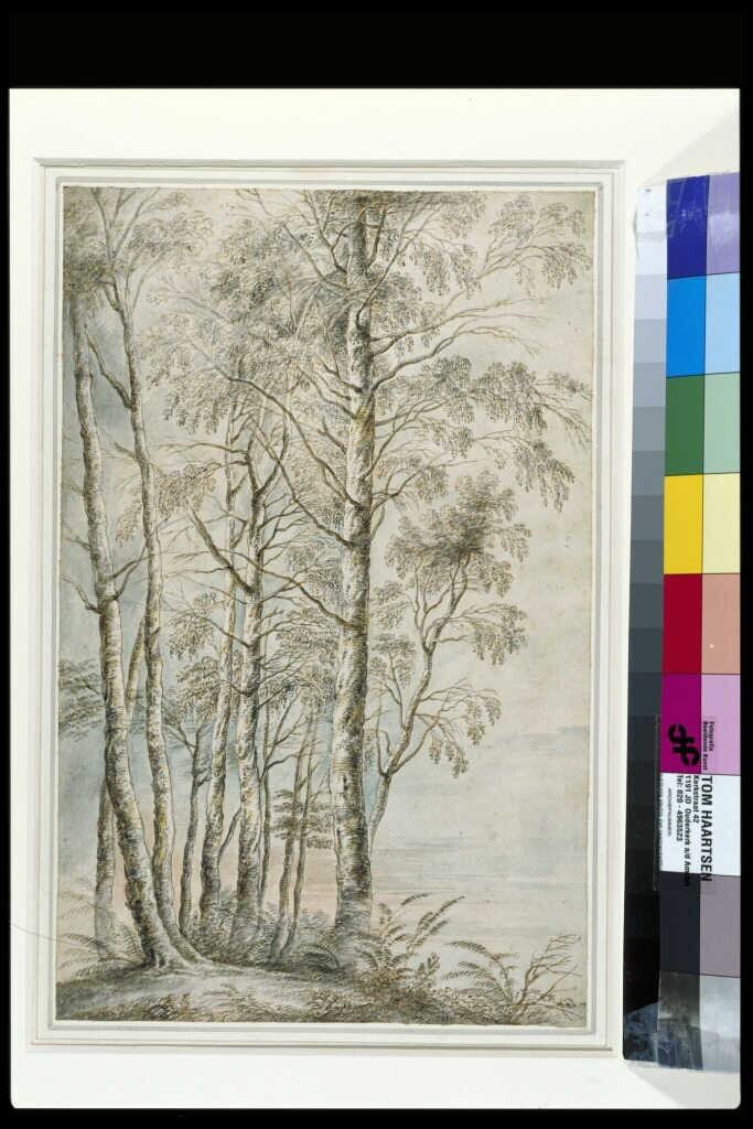 Groep berkebomen