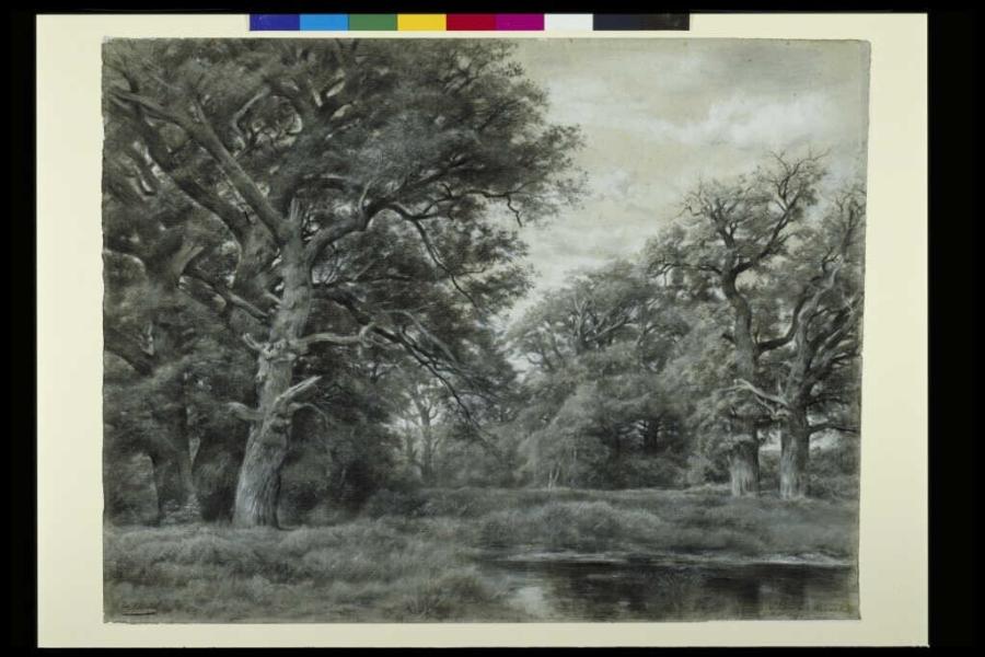 Forest View with Pond