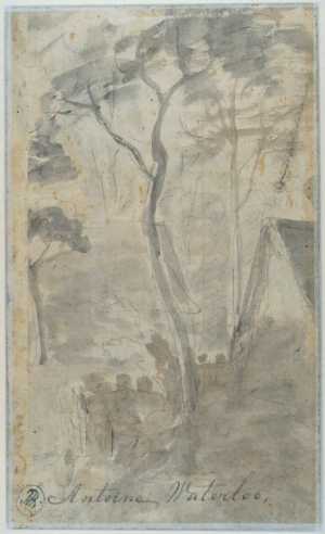 trees-in-front-of-a-house