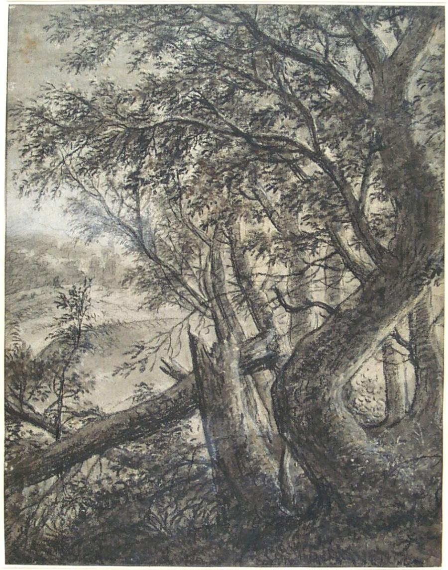 Forest Landscape with a Broken Tree