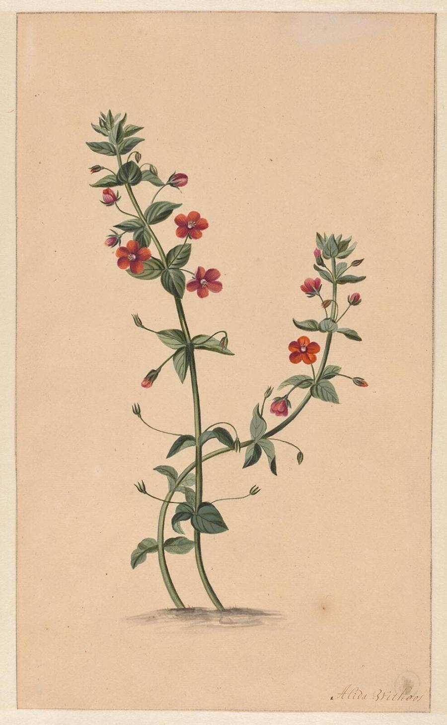 Guigelheil (Plant)