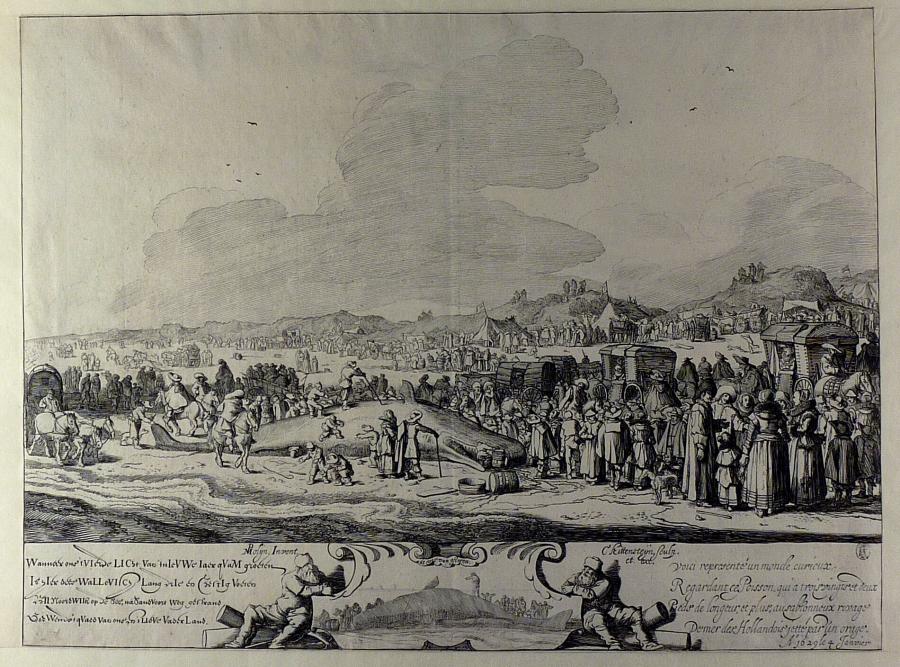 De gestrande potvis tussen Noordwijk en Zandvoort op 4 januari 1629