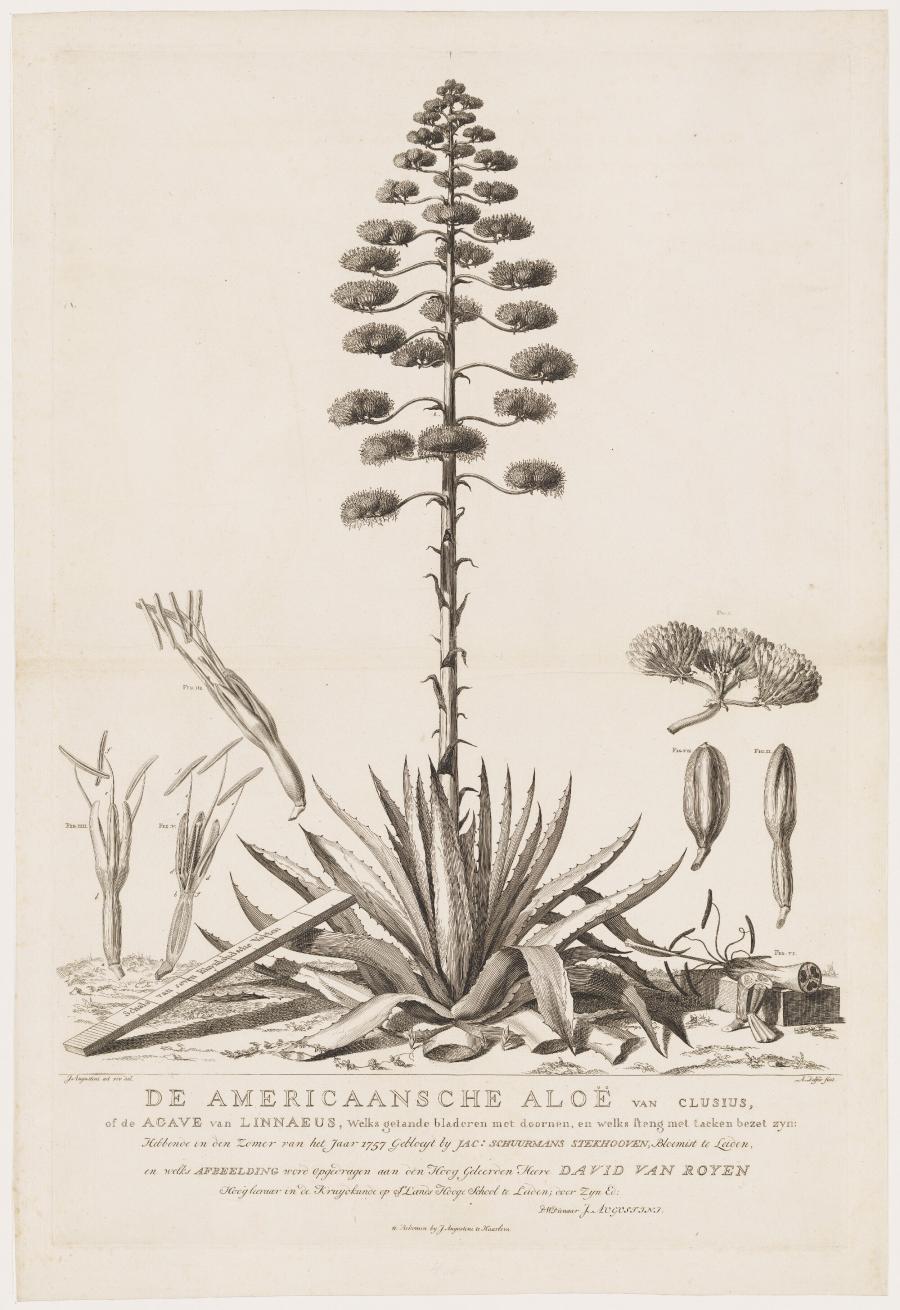 The American Aloe from Clusius