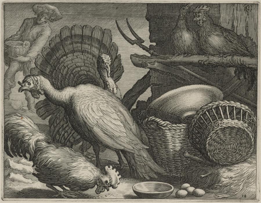Turkeys and Chickens