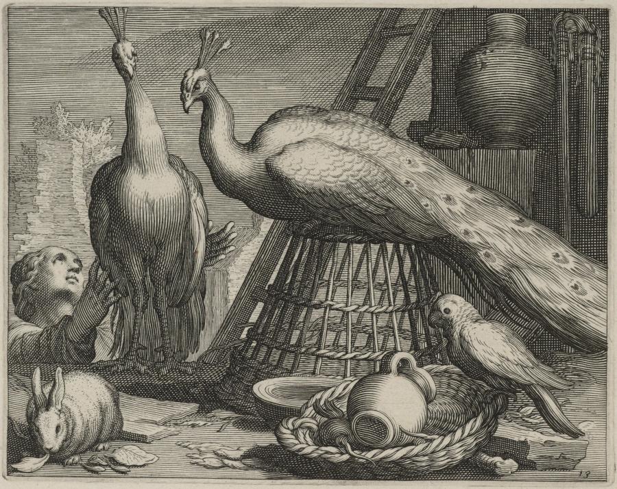 Peacocks