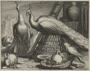 peacocks
