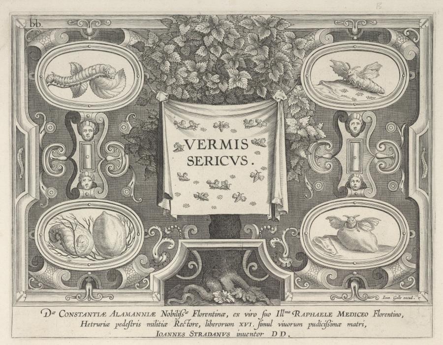 Title Plate: Vermis Sericus