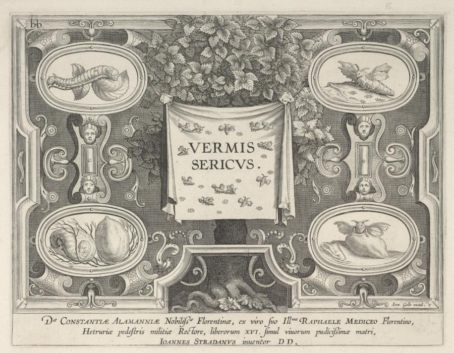 Title Plate: Vermis Sericus