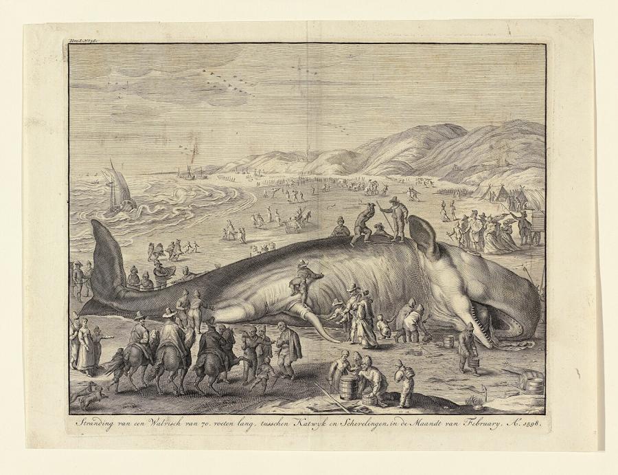 A Sperm Whale Beached near Berkhey on 3 February 1598