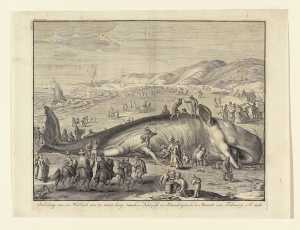 stranding-van-een-potvis-bij-berkhey-op-3-februari-1598