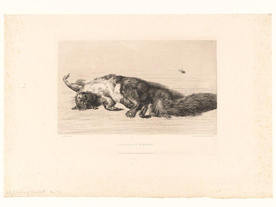 L'Écureuil et la mouche?