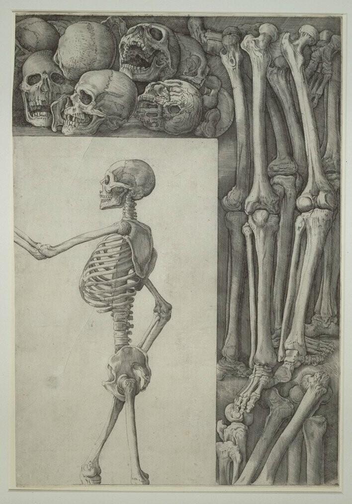 Sheet of Osteological Studies