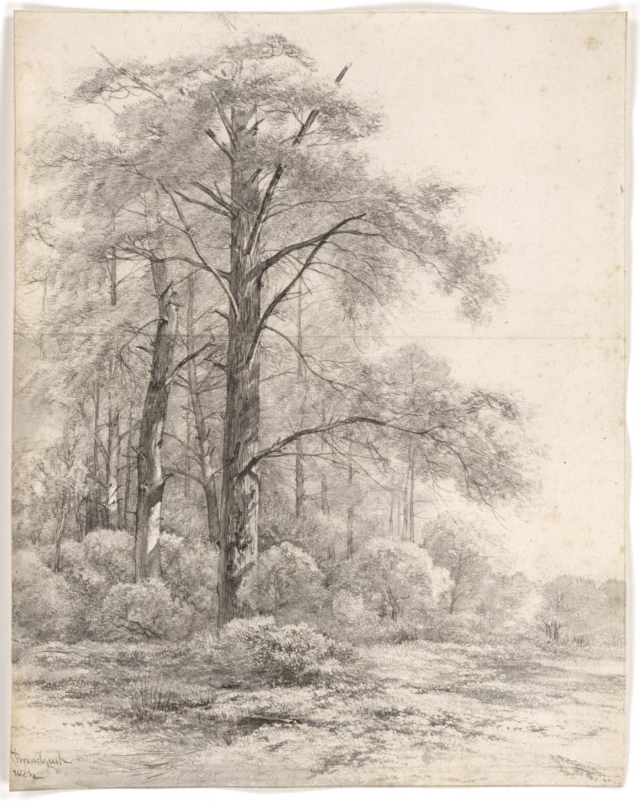 Hoge bomen aan een bosrand
