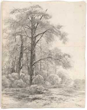 tall-trees-at-the-edge-of-a-forest