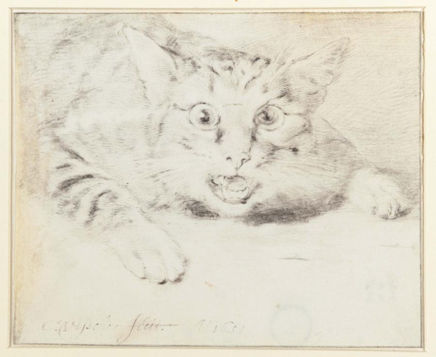 Study of a Hissing Cat