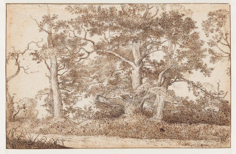 Trees Along a Path