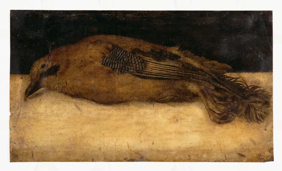 Dode Vlaamse gaai (Garrulus glandarius)