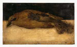 dode-vlaamse-gaai-garrulus-glandarius