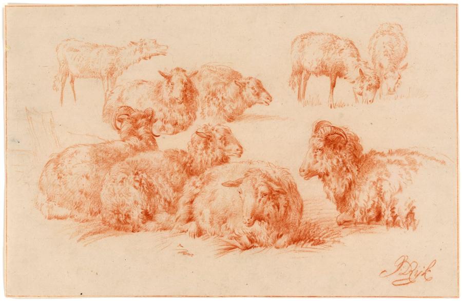 Studies van schapen