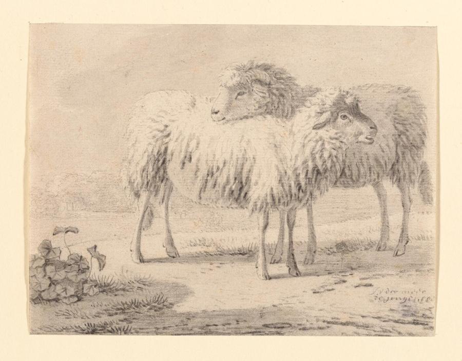 Twee staande schapen