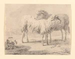 twee-staande-schapen